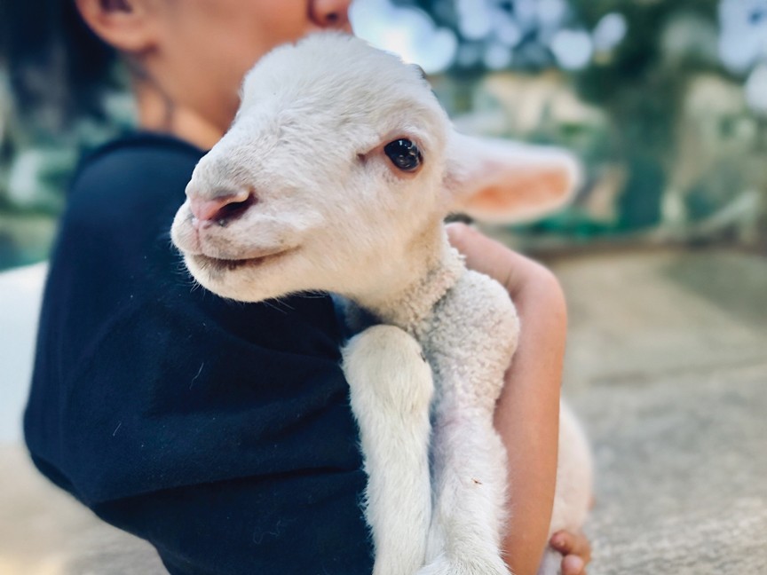A rescued baby lamb being held by a volunteer. Impact