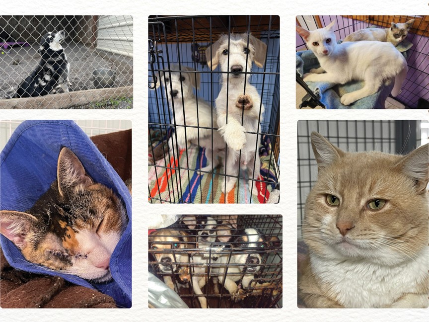 A collage of rescued animals at HSIMC, including puppies, senior dogs, injured cats, and bonded pairs—each one a life saved thanks to the support of Subaru Share the Love. These faces represent hope, healing, and second chances. Impact