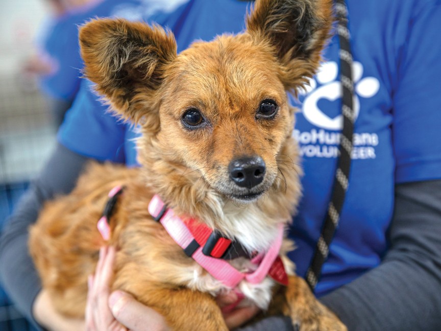 Stress melts away as a dog from the Share the Love adoption event nuzzles into a SoHumane volunteer's arms, while her new family completes the adoption process. Impact