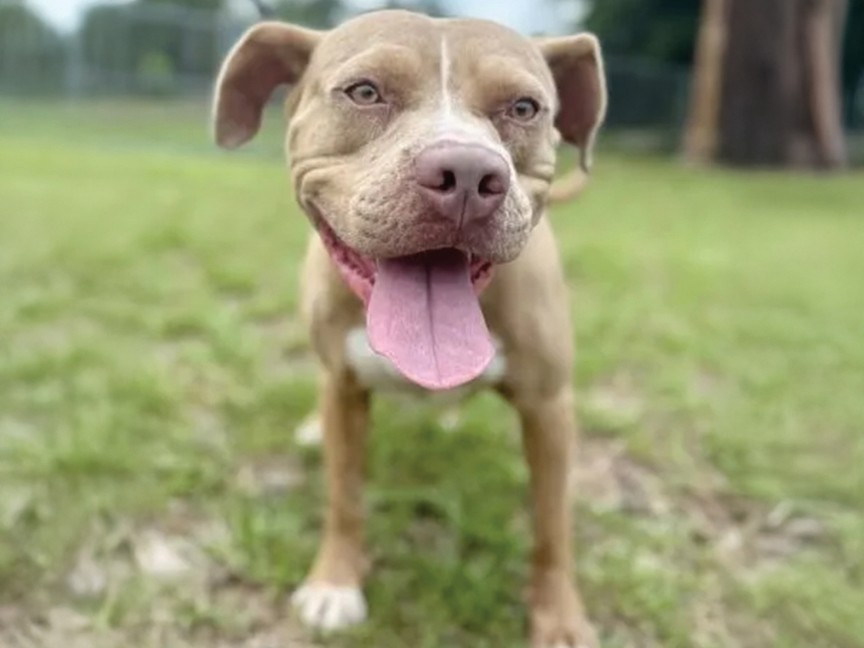 Each day our shelter is filled with animals from many different backgrounds, all looking for that second chance at the perfect forever home. Impact