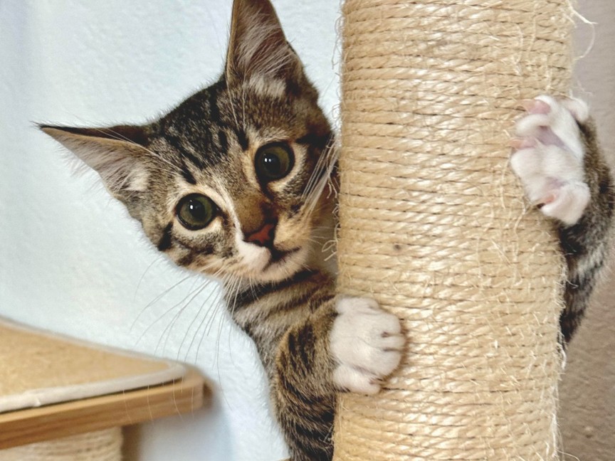 Meet Lawnmeower, one of the adoptable kittens available at our shelter. Impact