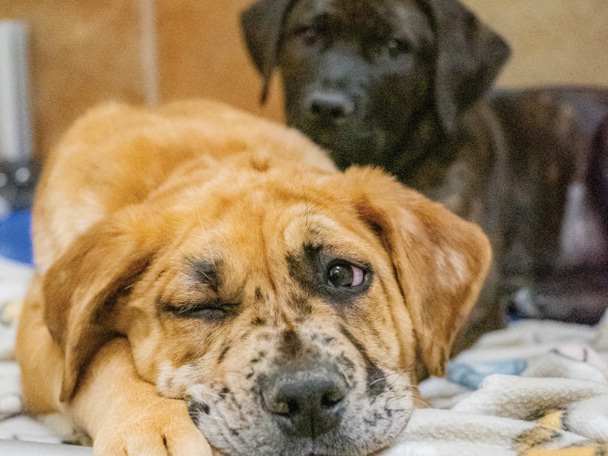 Mezzetta and Bertolli are two puppies who received their spay and neuter surgeries and vaccines with Animal Humane New Mexico before being adopted into their new homes, thanks to the support of Subaru Share the Love. Impact