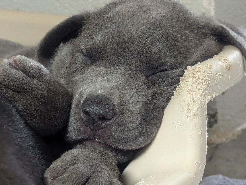 RAL often rescues animals needing more time, love, and medical care. Cosmo needed a soft place to land and a foster parent to bottle-feed him 24/7 for a few weeks. Thanks to the love and care he received at RAL, Cosmo flourished and was adopted. Impact