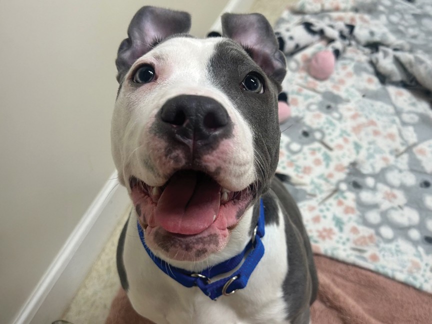 Odette came to us as a stray; we noticed that she was favoring her hind leg. We scheduled her to be seen at the vet who confirmed a fracture. She has had surgery and is living her best life in her new home. Impact