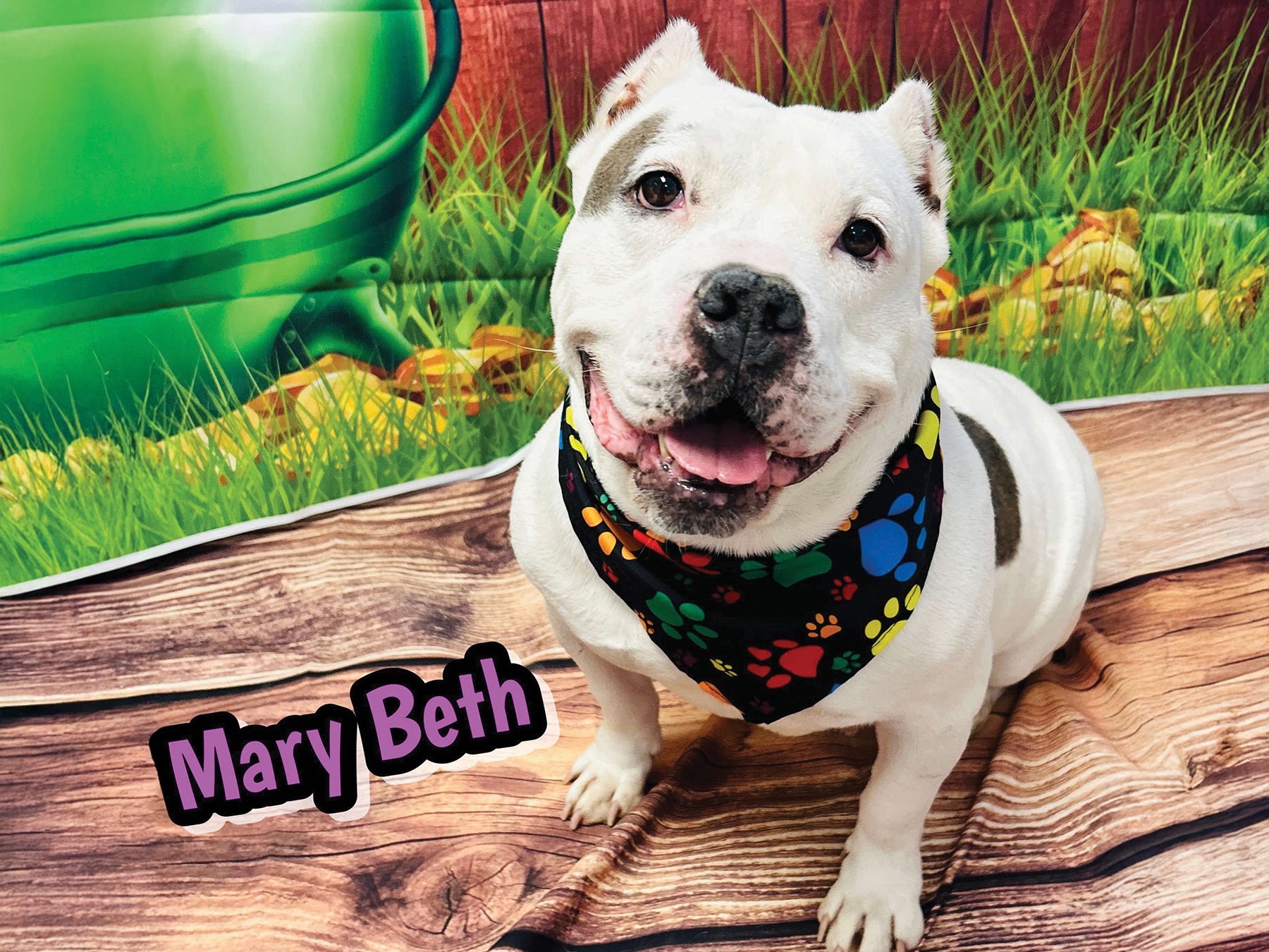 Mary Beth is one of the amazing dogs awaiting adoption at Stark County Humane Society.