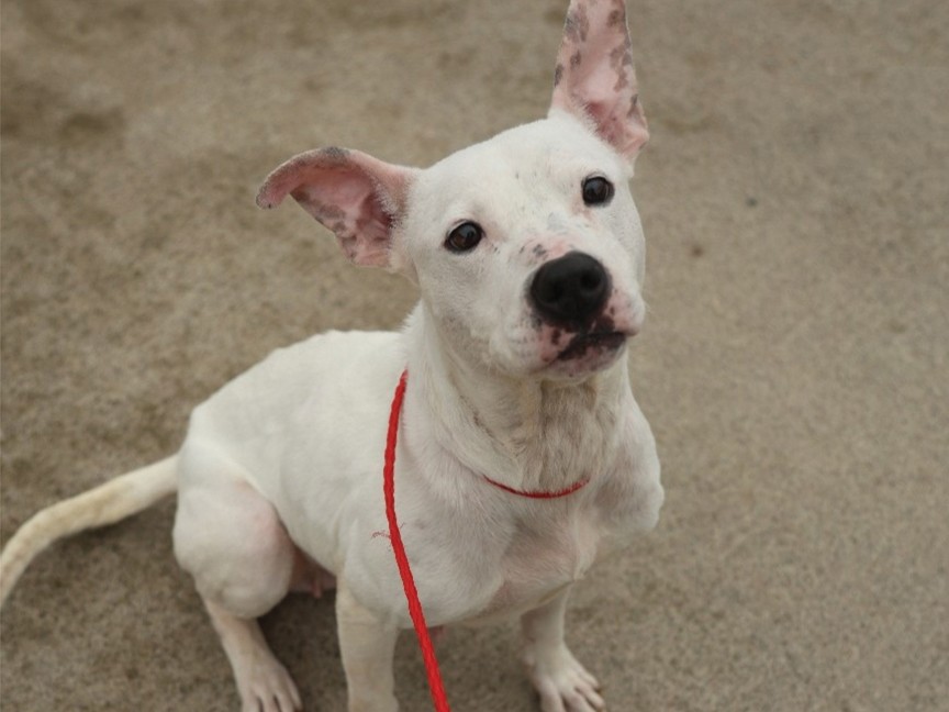 Michigan Humane staff rescued Petunia, a stray roaming the streets of Detroit, emaciated and dehydrated. After several weeks of veterinary care and TLC, she recovered and was adopted by a loving family, giving Petunia a new beginning. Impact