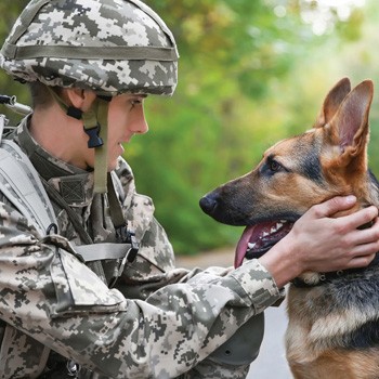 Male service member working with military dog on blurred background.